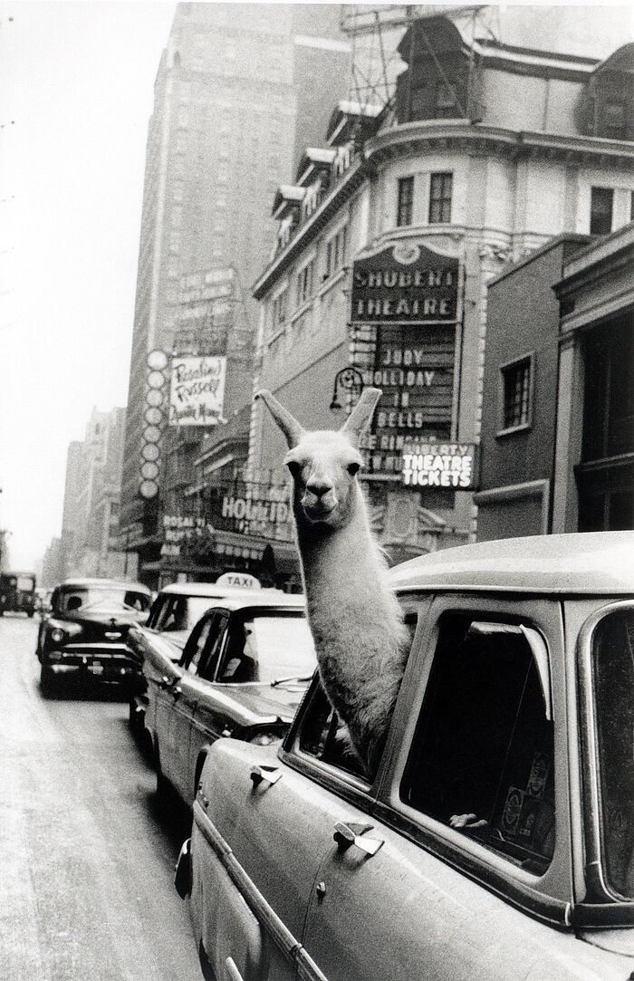 A Lama in Times Square, New York 1957