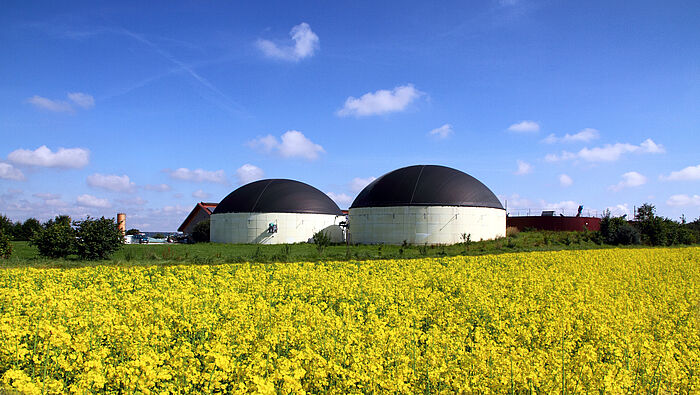 Biogasanlage hinter einem blühenden Rapsfeld